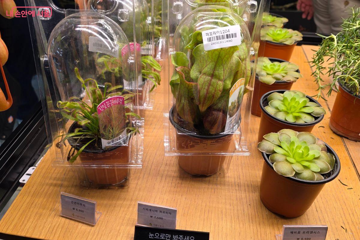 기프트샵에 평소 접하기 힘든 식충식물도 판매하고 있어 구매해보았다.