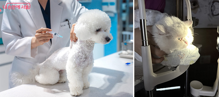 &lsquo;우리동네 동물병원&rsquo; 진료는 반려견, 반려묘 모두 동물등록이 되어 있는 경우에 한해 지원을 받을 수 있다.