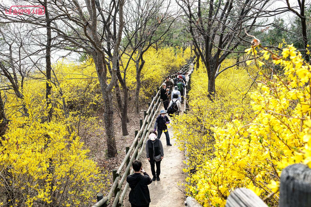 산책로에서 개나리꽃들을 배경으로 사진 찍는 시민들의 모습도 많이 보였다. &copy;박우영