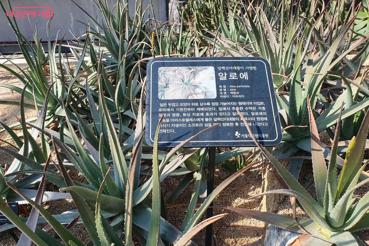 3월 이달의 식물 '알로에'  &copy;엄윤주