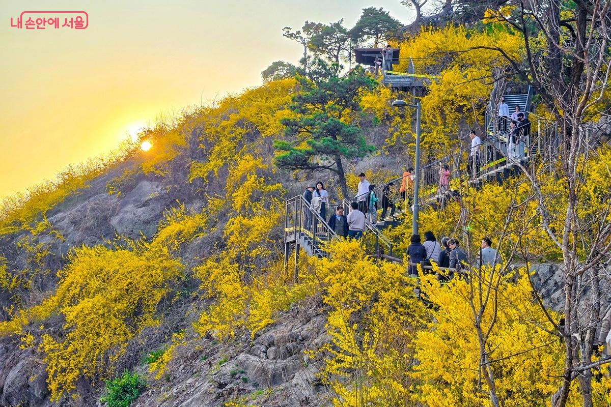 해 질 무렵 응봉산 능선을 따라 이어진 개나리 풍경, 정상을 향해 데크계단을 따라 이동하는 사람들의 실루엣 모습