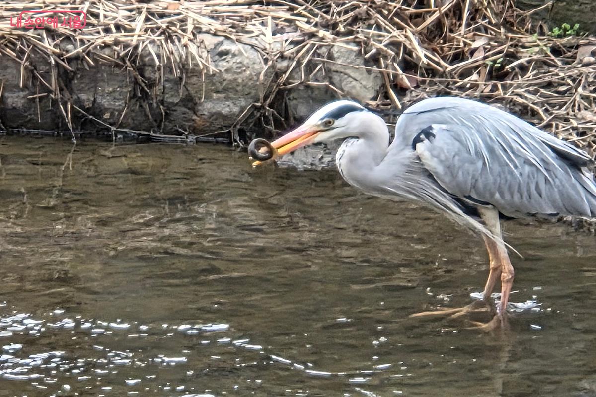 먹이인 미꾸라지를 능숙하게 사냥하는 왜가리의 모습 &copy;백승훈