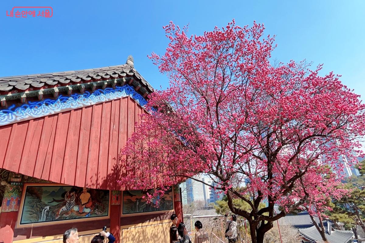 영각 옆 홍매화 ⓒ백진숙