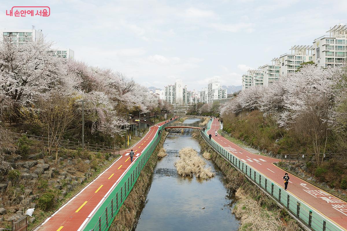 이곳은 벌써 벚꽃이 흐드러지게 피어 우이천 제방길을 따라 환상적인 꽃길이 이어지고 있다. &copy;김아름