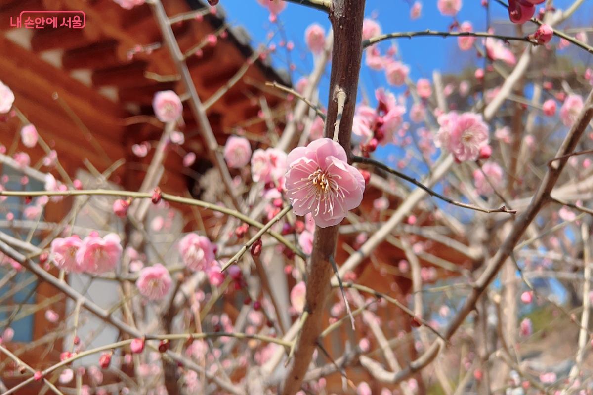 매화당의 분홍 매화 ⓒ백진숙