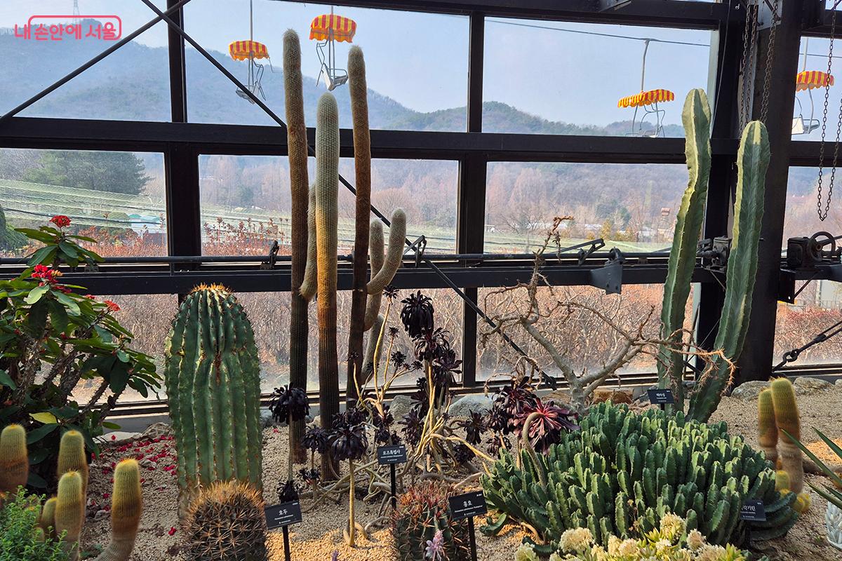 페로칵투스 필로수스, 에우포르비아 레시니페라 같은 희귀 선인장들이 전시되었다. &copy;정향선