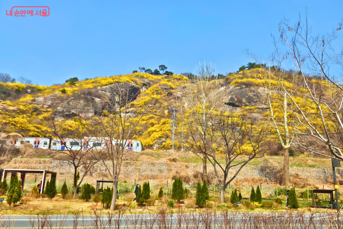 파란 하늘 아래 노란 개나리가 만개한 응봉산 암벽 자락을 배경으로 경의중앙선 전철이 선로 위를 지나가고 있다. 화면 하단에는 한강공원의 화단이 보이며 한 시민이 길을 걷고 있다. 산 전체가 노란 개나리 군락으로 덮여 있어 봄의 정취를 자아낸다. &copy;신창근