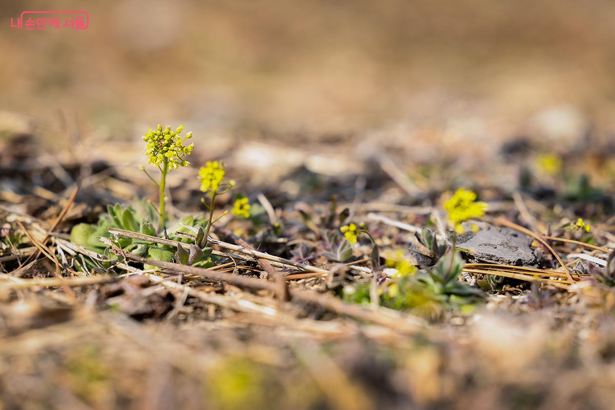 봄기운 가득한 화랑대 철도공원 내 새싹이 피어나고 있다. &copy;김주연
