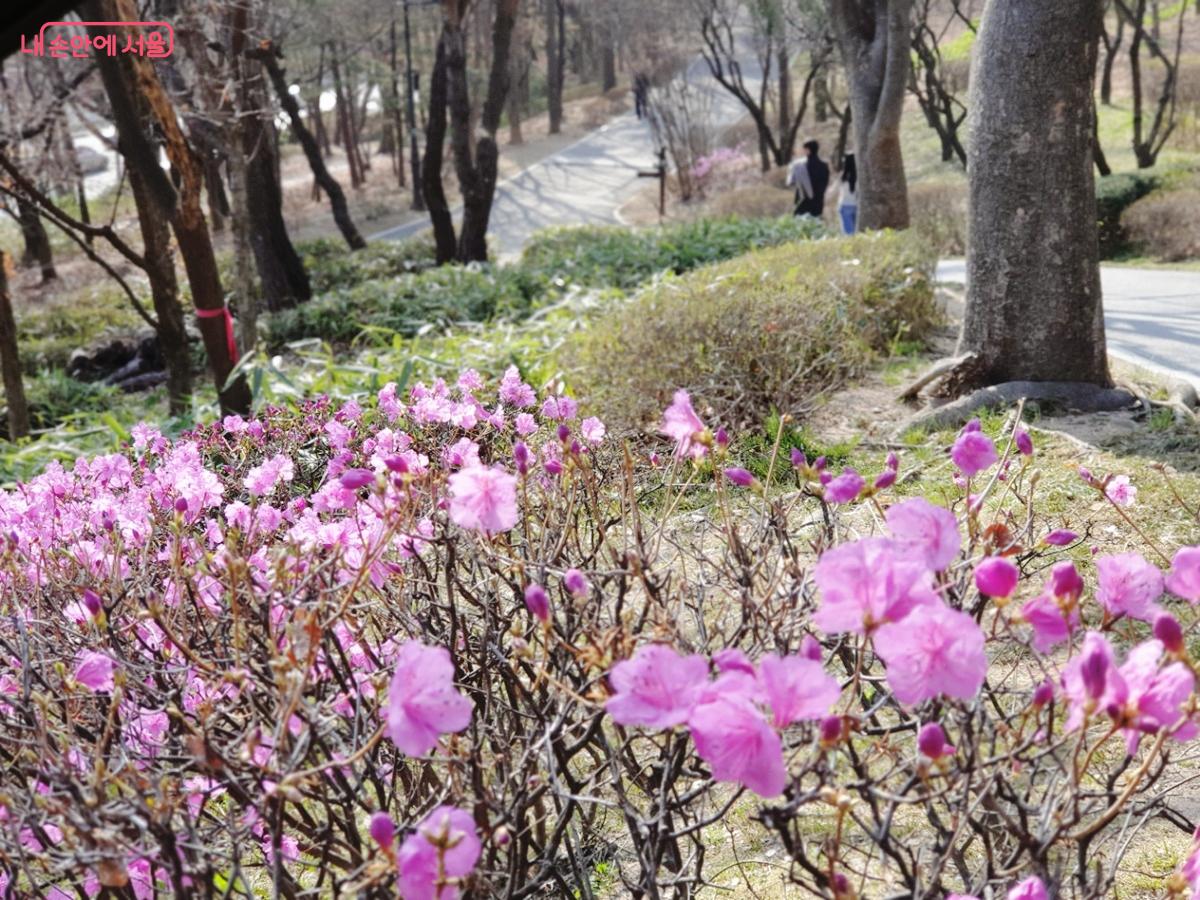 남산공원 남측순환로 야외식물원 초입 진달래가 화사하다. &copy;김병규
