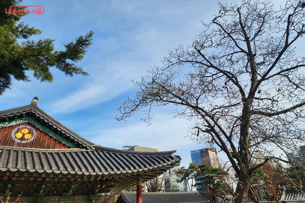 경내 꽃망울이 맺히기 시작한 목련 ©김윤화