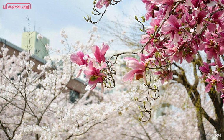 노원구 당현천변
