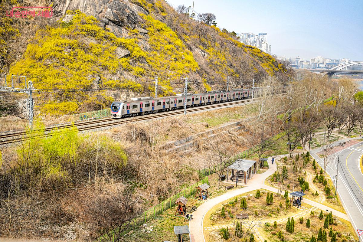 개나리가 만개한 응봉산 배경으로 열차가 지나는 풍경 &copy;박우영