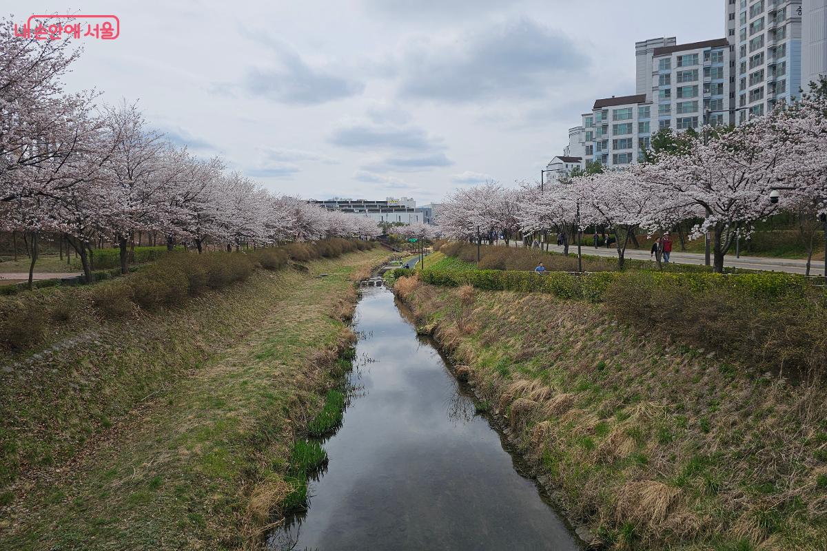 장지천 벚꽃길을 따라 피어난 벚꽃들은 시민들의 마음에 섬세한 위안을 전해주는 듯했다. ©백승훈