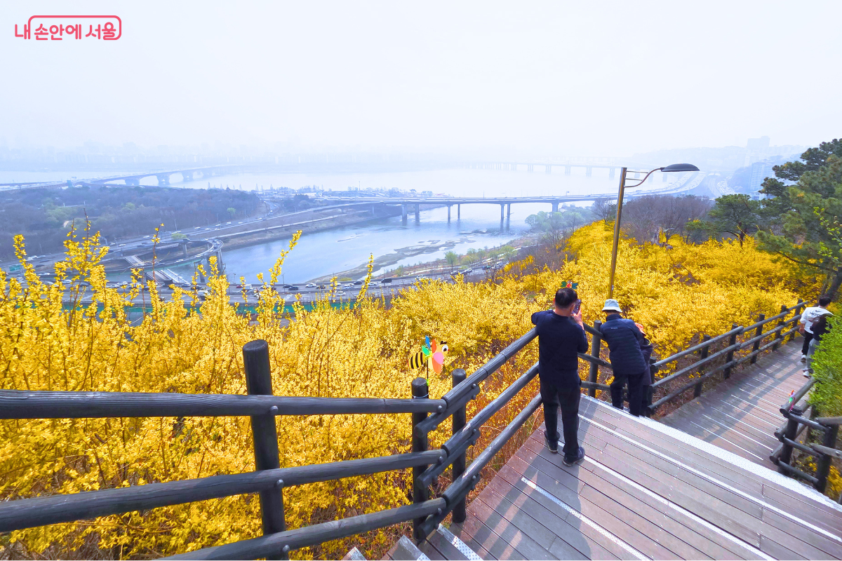 응봉산 전망 데크에서 바라본 탁 트인 한강 전경이다. 화면 앞쪽에는 노란 개나리가 가득 피어 있고, 그 너머로 한강과 강변북로, 여러 개의 다리가 한눈에 들어온다. 시민들이 난간에 기대어 서울 도심 풍경을 촬영하거나 감상하고 있다. &copy;신창근