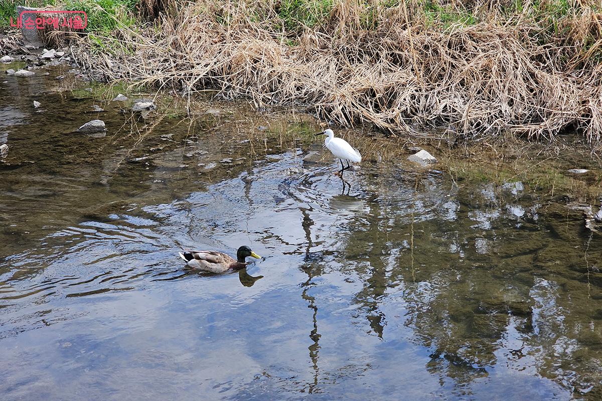 장지천의 수질이 개선되어 청둥오리, 왜가리 등 새들이 모여든다. &copy;백승훈  