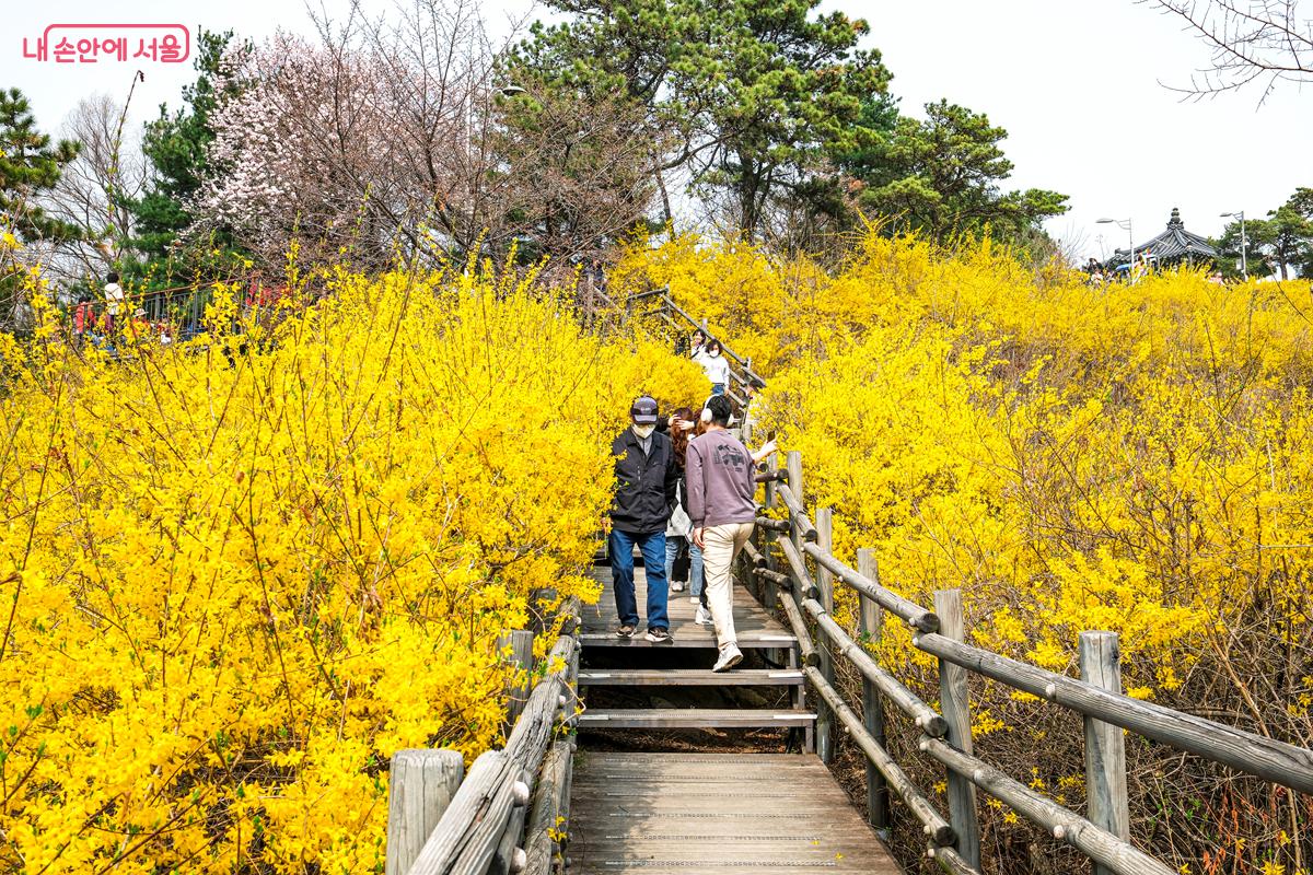 봄꽃 나들이를 위해 응봉산을 찾은 시민들을 만날 수 있다. &copy;박우영