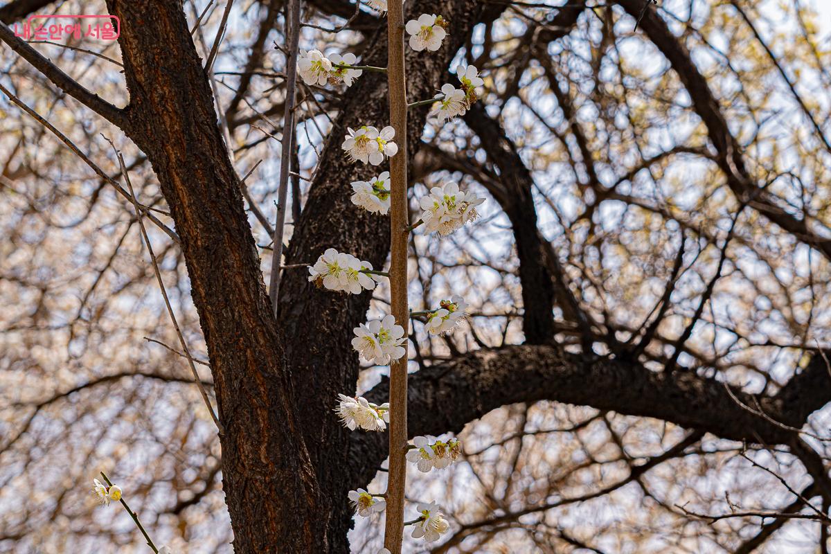 현재 서울 매화는 개화가 많이 된 상황이다. &copy;김지연