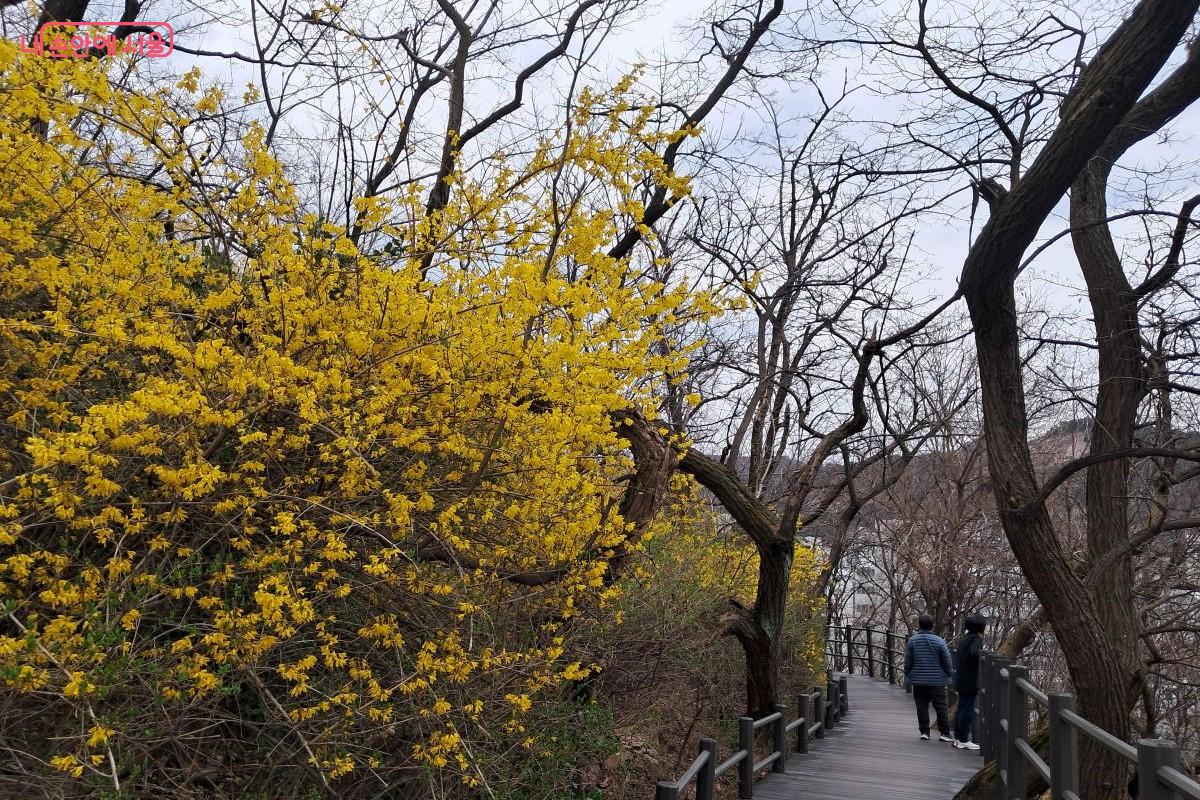 활짝 핀 개나리 향기 속에 먼 길을 바라보며 다정하게 이야기를 나누는 시민들 ©장형진