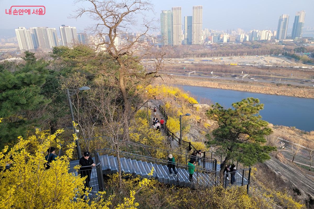 응봉산 개나리 산책로와 한강이 어우러진 풍경 ⓒ조연