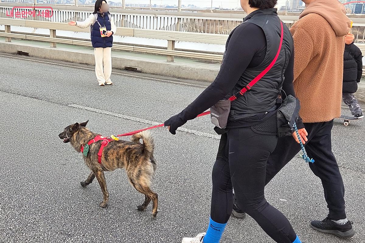 반려동물과 함께 여유롭게 도로를 거닐며 주말 아침의 여유를 즐기는 시민 &copy;이다현