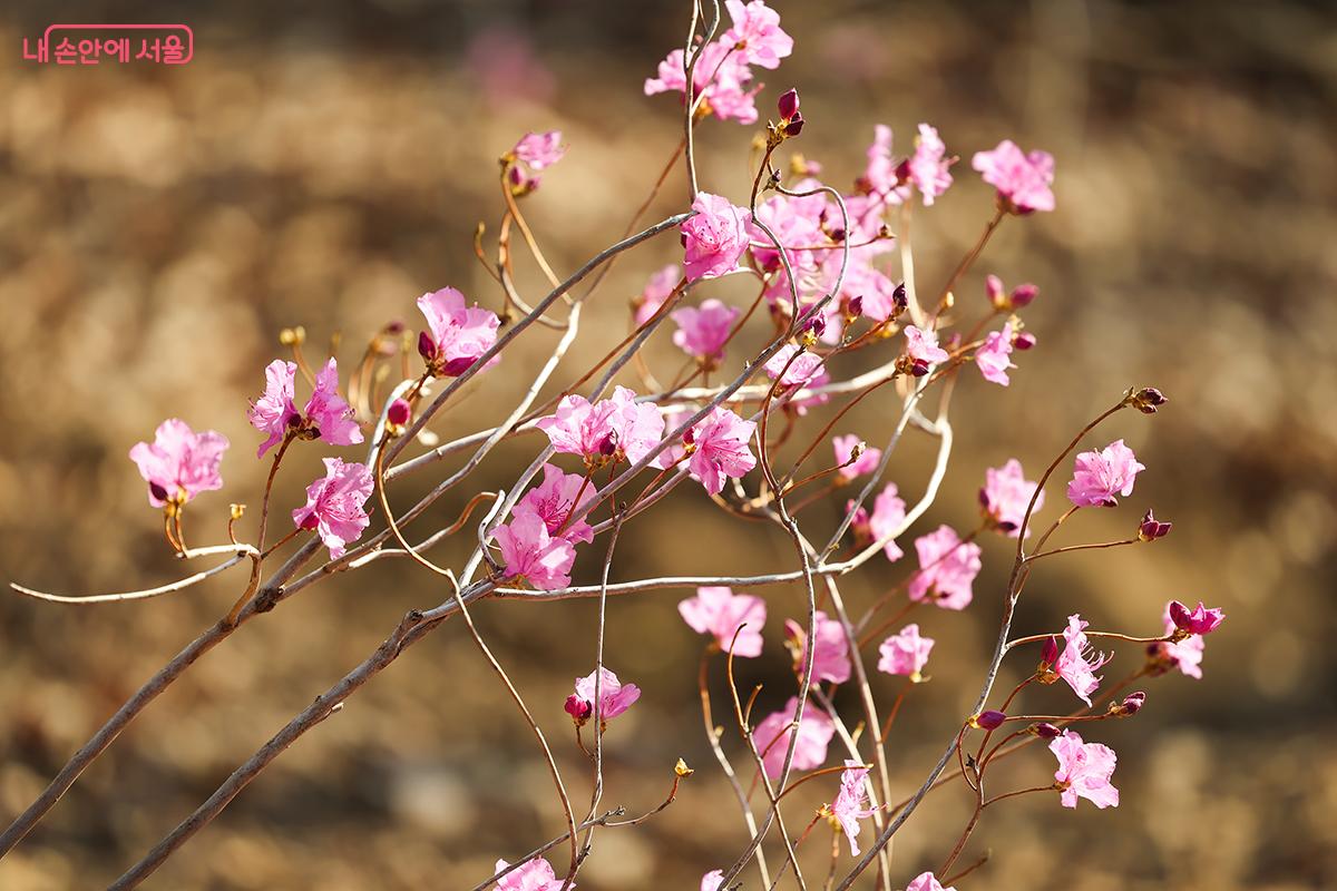 연분홍빛 진달래가 곳곳에 피어 있다. &copy;김주연