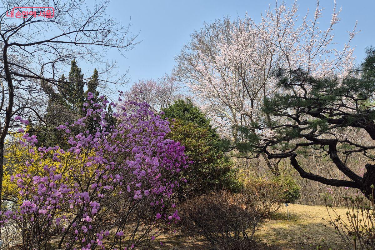 홍릉수목원에서는 지금 봄꽃을 마음껏 누릴 수 있다. ©조현정