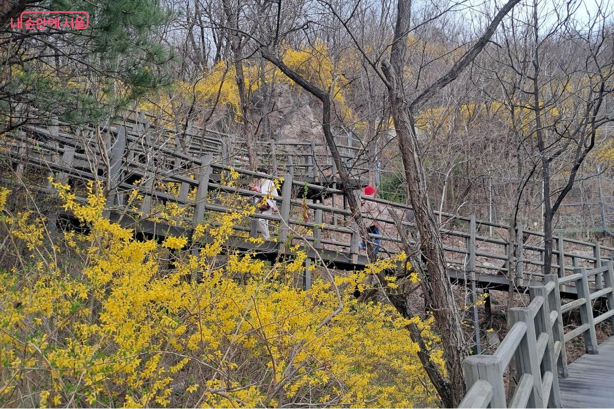 서울시의 따뜻한 배려가 만든 쾌적한 데크길과 노란 개나리 사이를 걸어가는 등산객 ©장형진