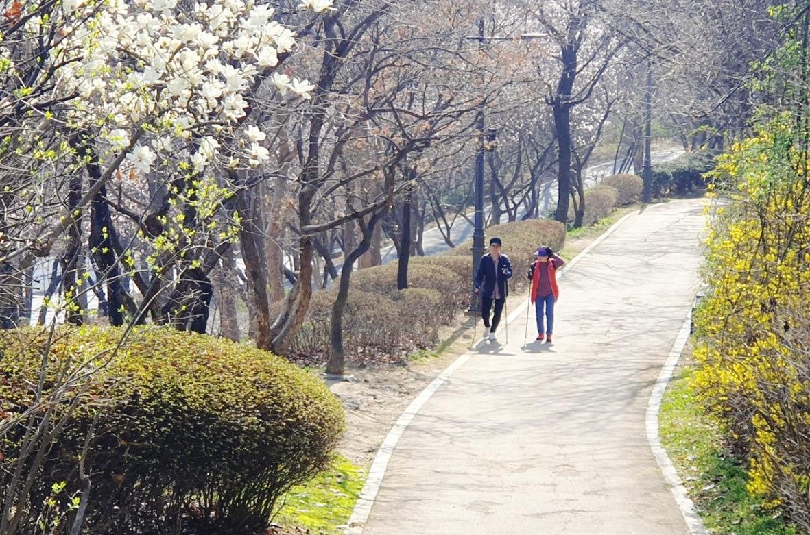 노란 개나리 꽃잔치 &lsquo;응봉산&rsquo; vs 알록달록 봄꽃 산책길 &lsquo;남산공원&rsquo;