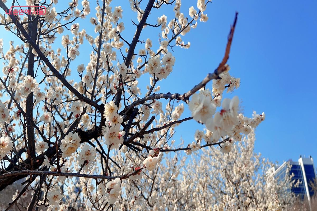 가까이에서 만난 백매화 ⓒ백진숙