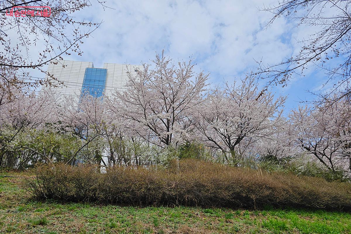 장지천 벚꽃길은 가든파이브 뒤 장지천 입구부터 약 1km의 거리에 조성되어 있다. ©백승훈