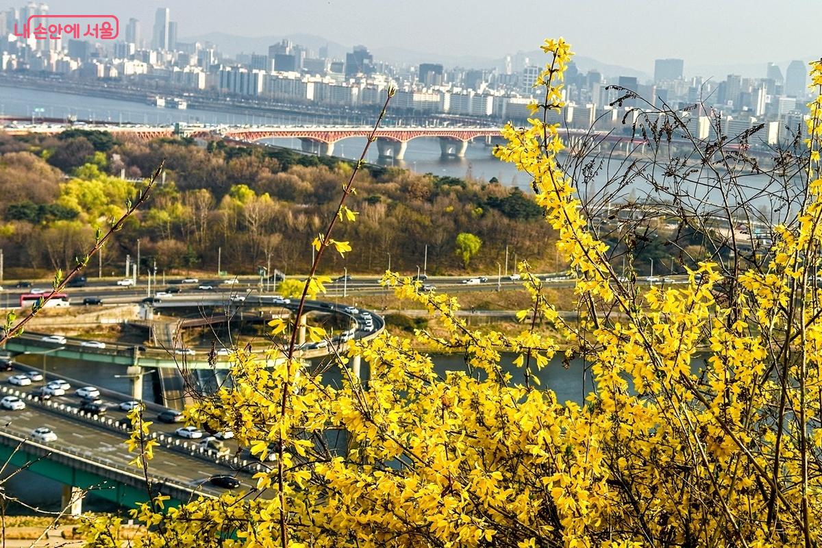 응봉산 정상 인근에서 바라본 한강과 도심 전경이다. 전경에는 개나리가 선명하게 자리 잡고 있으며, 뒤로는 다리와 도시 건물이 펼쳐져 있어 &lsquo;개나리 + 서울 풍경&rsquo; 구도를 완성하는 대표적인 촬영 포인트다.