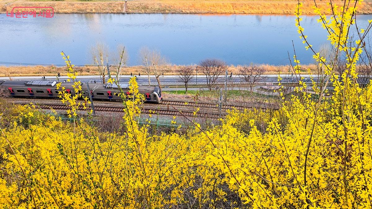 응봉산에 가득히 핀 노란 개나리 사이로 기차가 지나가는 모습, 중랑천이 옆으로 흐르면서 기차와 봄 그리고 강물까지 같이 볼 수 있다