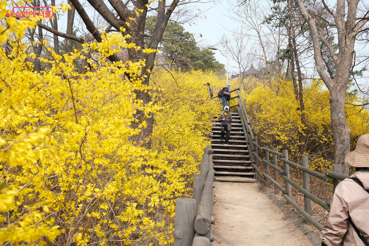 나무 데크 계단 옆으로 노란 개나리가 만발해 있다. &copy;박우영