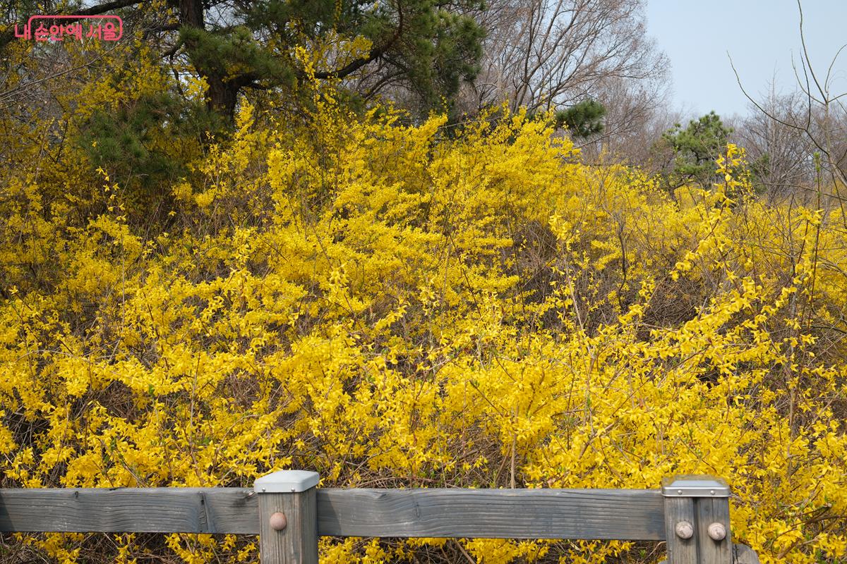 눈을 두는 곳마다 노란 개나리꽃이 피어 있다. &copy;박우영