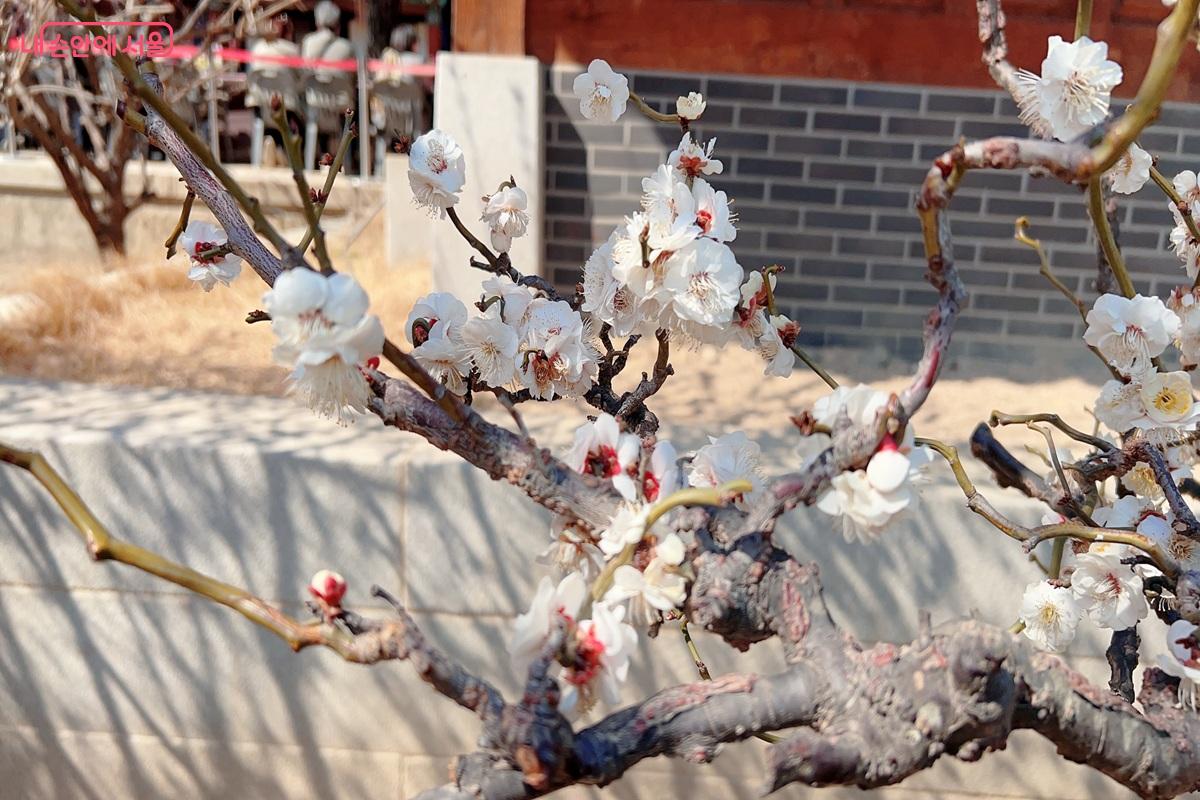 매화당의 분홍 벚꽃 ⓒ백진숙