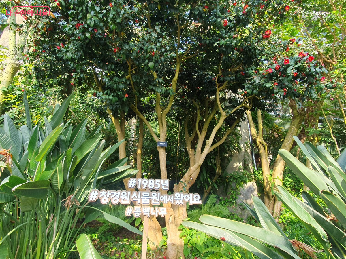 1985년 창경원 식물원에서 이사 온 동백나무 노거수 &copy;엄윤주