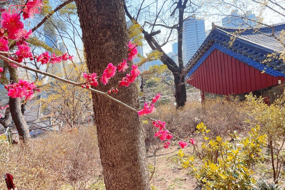 가까이에서 만난 홍매화 ⓒ백진숙