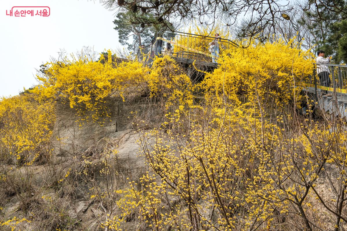 가파른 경사길도 개나리를 보며 걷다 보면 금세 오를 수 있다. &copy;박우영