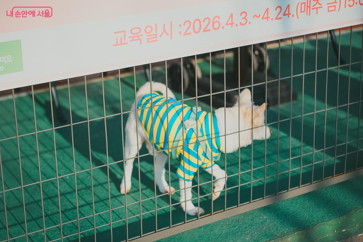 펜스 안에서 목줄 없이 걷고 있는 줄무늬 옷을 입은 반려견 &copy;김성무