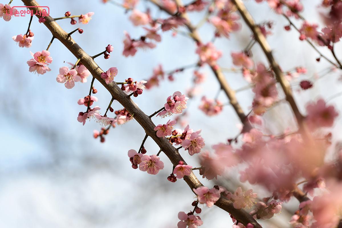 본격적인 봄꽃 개화와 함께 산책하기 좋은 공원 풍경 ©김주연