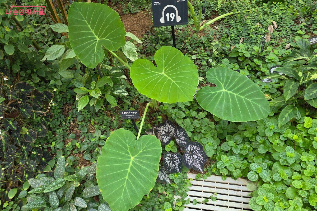 오디오 가이드의 설명을 듣고 커다란 코끼리 귀를 상상하며 큰 토란의 잎을 살펴보았다.