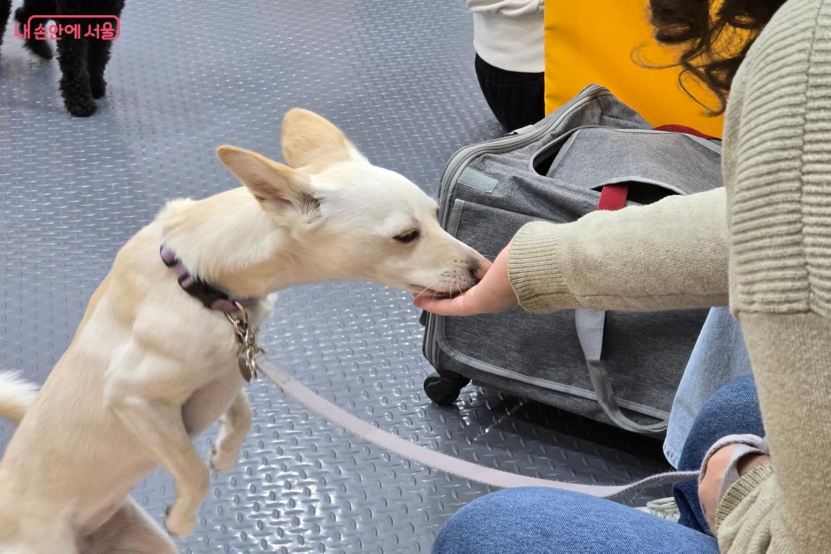반려견이 보호자를 바라보는 순간, 바로 칭찬과 보상이 이어졌다. &copy;강사랑