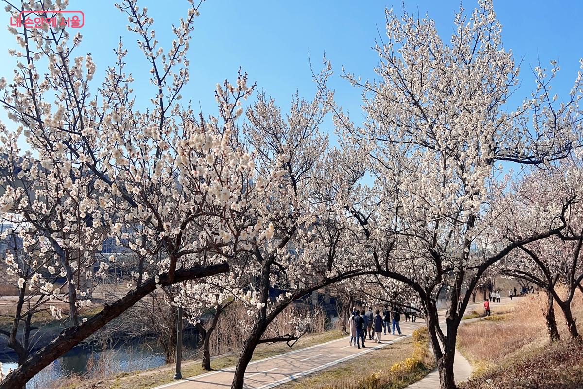 서울 매화명소 용답매화거리 ⓒ백진숙