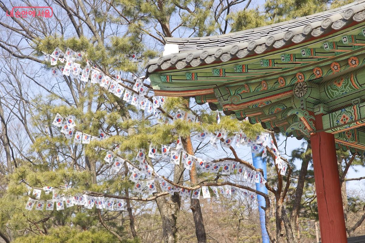 나무마다 태극기가 피어난 것처럼 아름답게 느껴졌다. &copy;서지희 