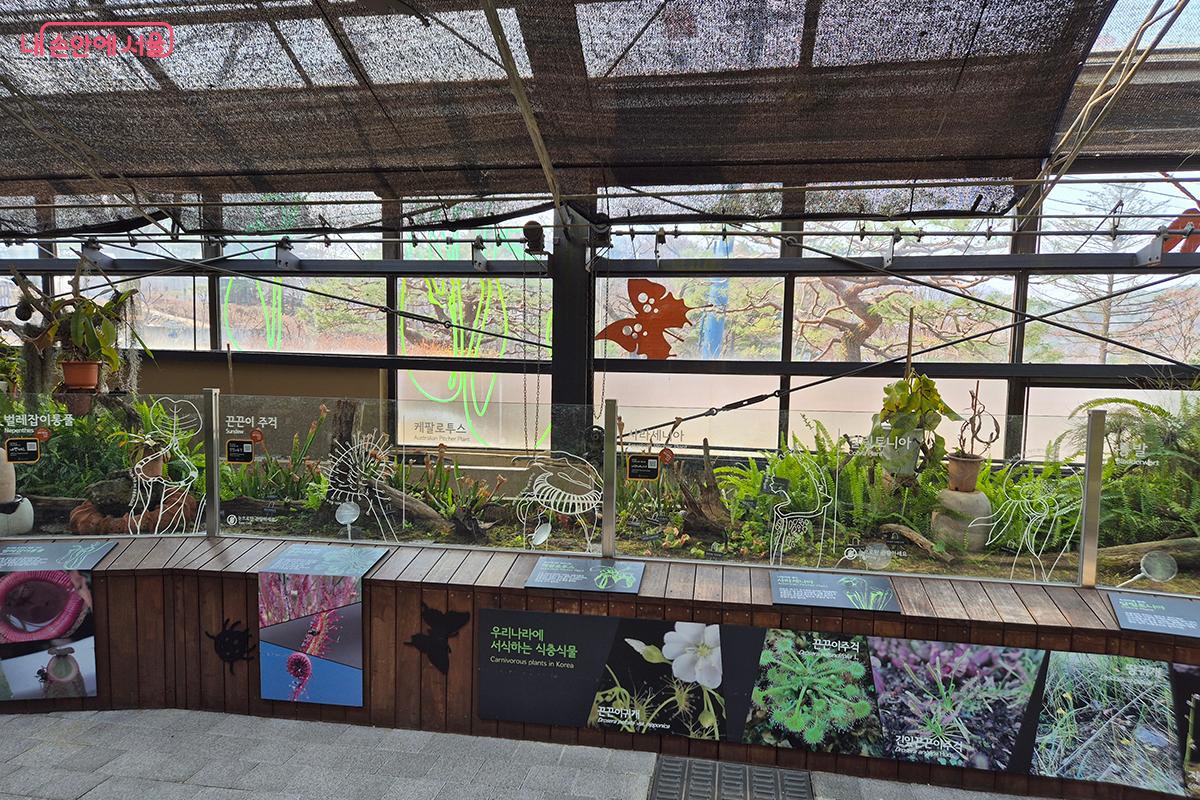 &lsquo;식충식물관&rsquo;에는 파리지옥, 끈끈이주걱 등 곤충을 먹이로 삼는 식물이 전시되어 있다. &copy;정향선