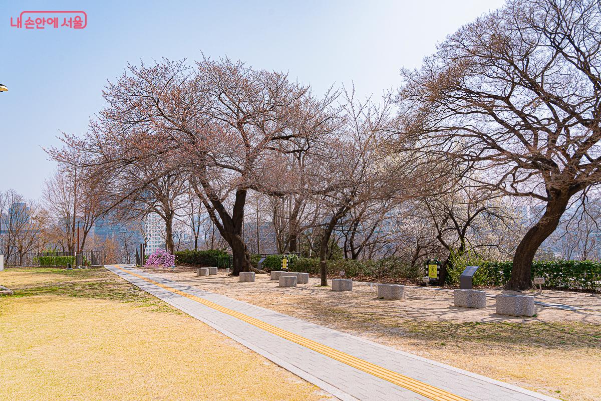 국립기상박물관 외부에는 표준목이되는 왕벚나무가 있다. ©김지연