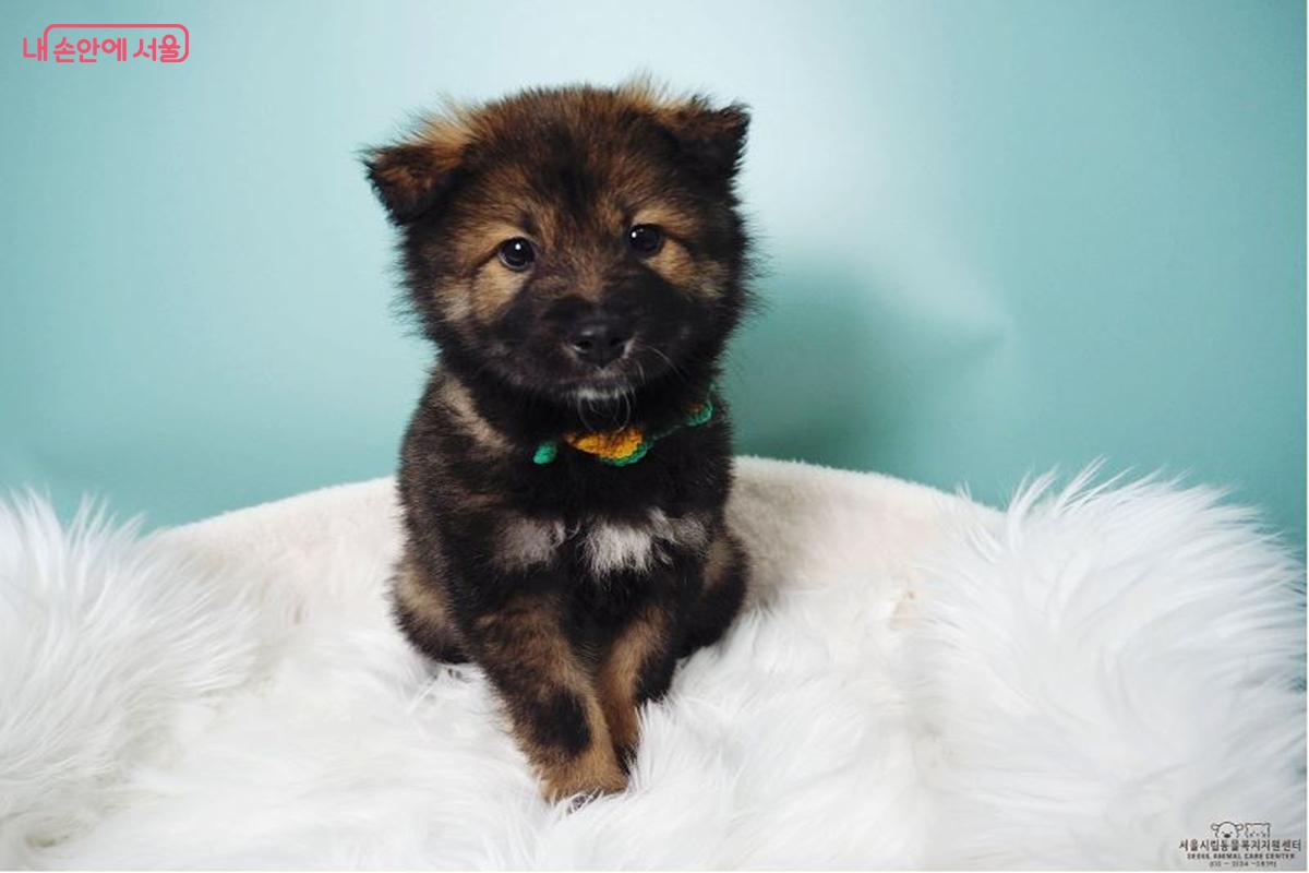퐁실퐁실 크림 묻은 강아지 '누비'가 따뜻한 가족을 기다리고 있다. (수컷/4개월/믹스) &copy;동대문센터