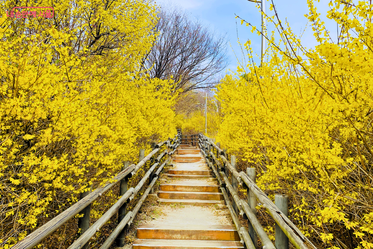 응봉산의 나무 계단 산책로 양옆으로 개나리가 벽을 이룬 듯 빽빽하게 피어 있다. 맑은 하늘 아래 노란 꽃물결이 길게 이어져 마치 꽃 터널을 지나는 듯한 느낌을 준다. 보행로가 정돈되어 있어 쾌적한 꽃놀이 환경으로 느껴진다. &copy;신창근