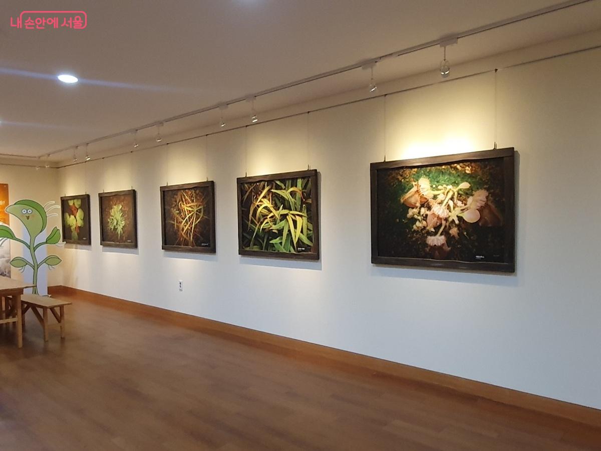 식물세밀화, 식물사진 및 식물원의 역사 기록 전시된 '식물갤러리' &copy;엄윤주