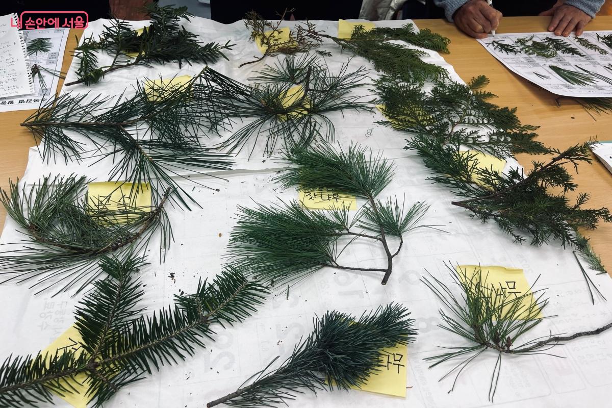 직접 채집한 나뭇잎으로 수목을 감별하고 있다. ©이성국